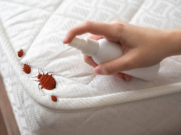 Best Termite Control Services  in Hawthorne, NY
