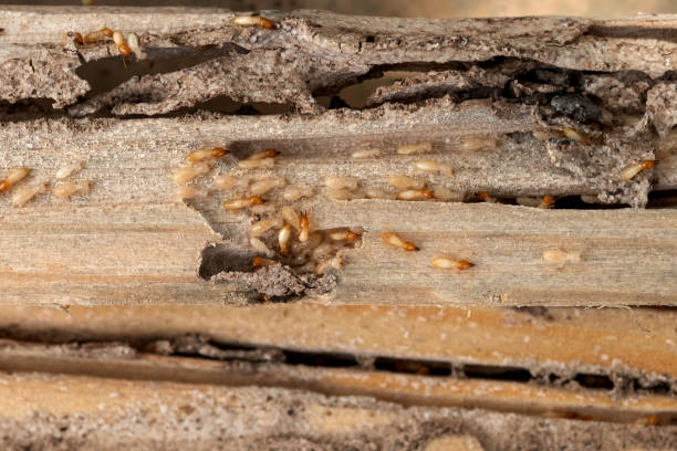 Best Best Pest Control Companies  in Hawthorne, NY