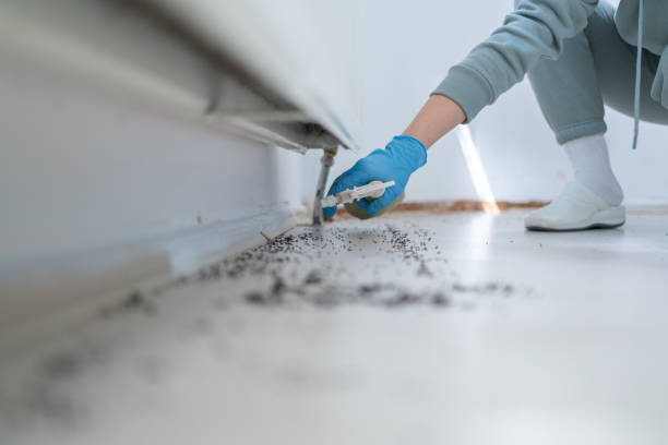 Best Local Pest Control Services  in Hawthorne, NY